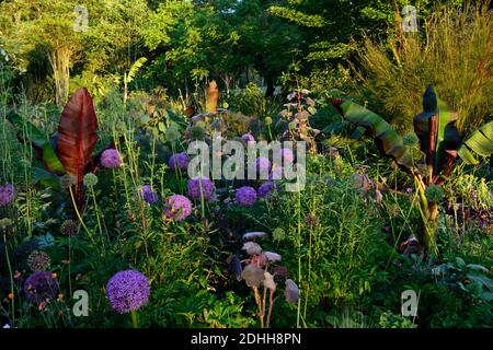 allium purple sensation,Allium Globemaster,Ensete tricosum Maureli,violacei,banana etiope nera,astrantia bo ann,mix,misto,ornamentale oni Foto Stock