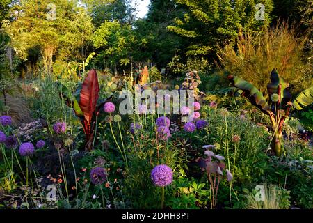 allium purple sensation,Allium Globemaster,Ensete tricosum Maureli,violacei,banana etiope nera,astrantia bo ann,mix,misto,ornamentale oni Foto Stock