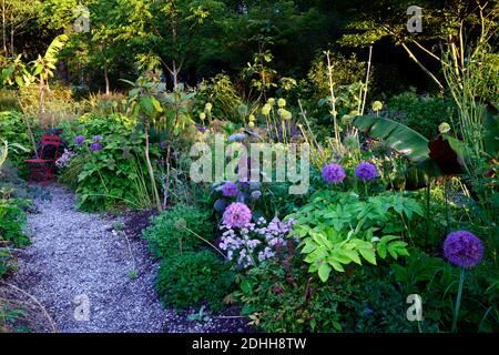 allium purple sensation,Allium Globemaster,Ensete tricosum Maureli,violacei,banana etiope nera,astrantia bo ann,mix,misto,ornamentale oni Foto Stock