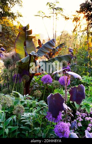 allium purple sensation,Allium Globemaster,Ensete tricosum Maureli,violacei,banana etiope nera,astrantia bo ann,mix,misto,ornamentale oni Foto Stock