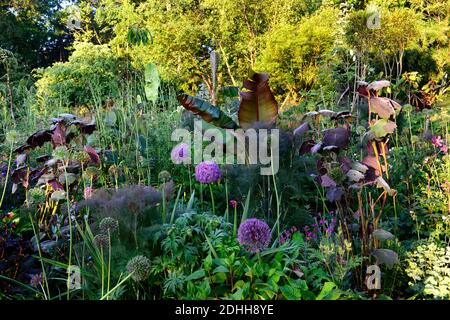 allium purple sensation,Allium Globemaster,Ensete ventricosum Maureli,violacei allium,Bocconia frutescens,Ethiopia nero banana,astrantia bo ann,mix, Foto Stock