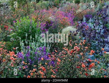 Geum Rubin, Geum Totally Tangerine, Geum Scarlet Tempest, Lychnis Hill Grounds, Lunaria annua Chedglow seedpods, schema di impianto misto, esplosione di colore, ga Foto Stock