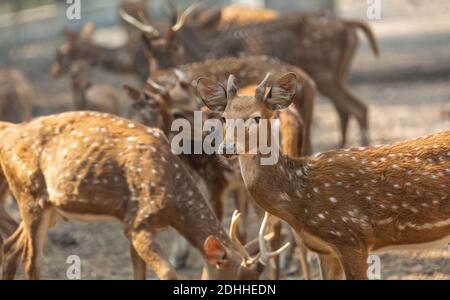 Allevamento di cervi Axis noto anche come cervi macchiati o Chital Cervi nella riserva naturale indiana Foto Stock