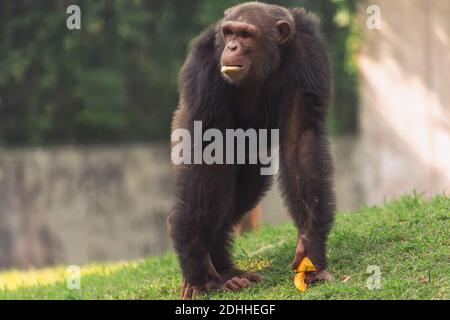 Scimpanzé primate mangiare frutta in una riserva naturale indiana Foto Stock