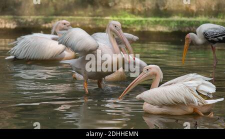 Grandi uccelli pellicani bianchi che nuotano in acqua paludosa a a. Riserva naturale in India Foto Stock