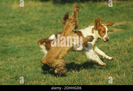 Inglese Cocker Spaniel, Adulti che giocano su Grass Foto Stock