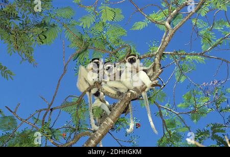 Sifaka di Verreaux, propithecus verreauxi, Gruppo in piedi in albero, Berent Reserve in Madagascar Foto Stock