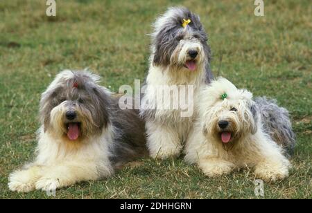 Cane da Bobtail o cane da pastore inglese vecchio, adulti che posano sull'erba Foto Stock