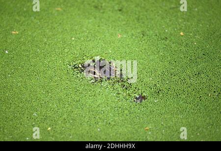 American Alligator alligator mississipiensis, testa camuffato sotto Duckweeds Foto Stock