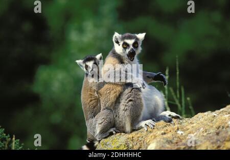 Anello coda Lemur, catta lemur, Madre con giovane chiamata Foto Stock