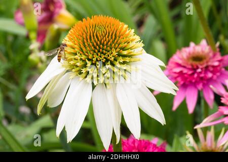 Vola su un'echinacea bianca con uno sfondo verde sfocato e un'echinacea rosa. Macrofotografia. Foto Stock