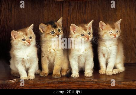 Fawn somalo di gatto domestico, gattino seduto Foto Stock