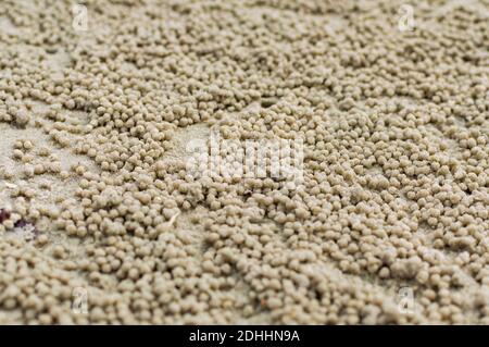 Palla di sabbia sulla spiaggia facendo da granchio dopo basso marea Foto Stock
