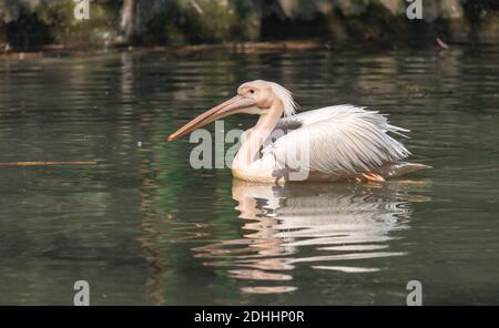 Grandi uccelli pellicani bianchi che nuotano in acqua paludosa a a. Riserva naturale in India Foto Stock