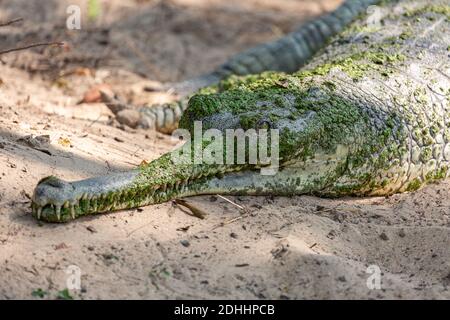 Coccodrillo indiano, conosciuto anche come Gharial, in vista ravvicinata al santuario della fauna selvatica Foto Stock