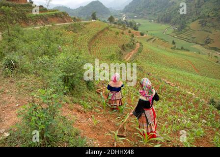 Vietnam. Vietnam del Nord. Area di Bac ha. I campi funzionano. Fiore Hmong gruppo etnico. Foto Stock