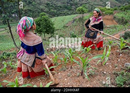 Vietnam. Vietnam del Nord. Area di Bac ha. I campi funzionano. Fiore Hmong gruppo etnico. Foto Stock