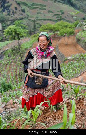 Vietnam. Vietnam del Nord. Area di Bac ha. I campi funzionano. Fiore Hmong gruppo etnico. Foto Stock