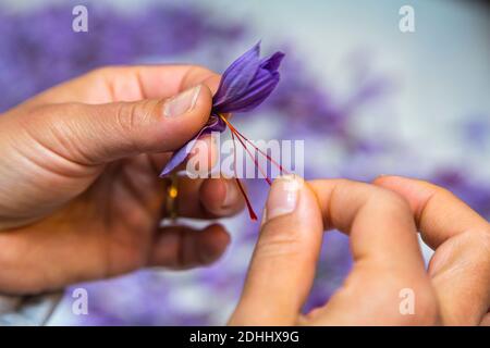 separazione dei pistilli (rosso) e delle stampelle (giallo) dai fiori dello zafferano. Civitaretenga, Abruzzo, Italia, Europa Foto Stock