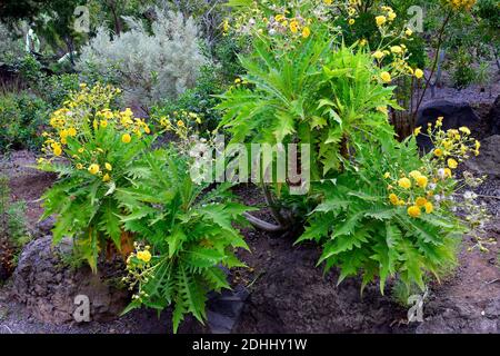 Spagna, Isole Canarie, Tenerife, dente di leone gigante Foto Stock