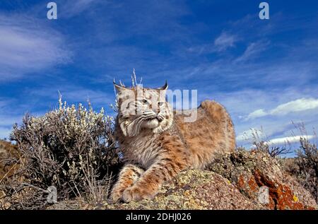 Bobcat, lynx rufus, Adulti posa sulle rocce, Canada Foto Stock