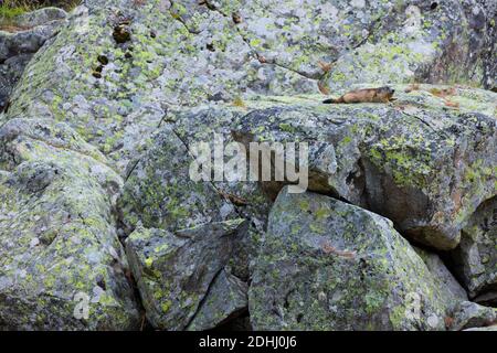 Alpine marmotta (Marmota marmota) Foto Stock