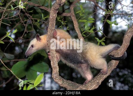 Southern Anteater, tamandua tetradactyla, Adulto in piedi in albero, Pantanal in Brasile Foto Stock