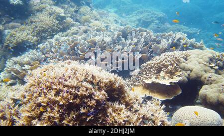 Pesci tropicali Colorati sott'acqua. Pesci e coralli colorati sott'acqua meravigliosi e belli nella barriera corallina tropicale. Leyte, Filippine. Foto Stock