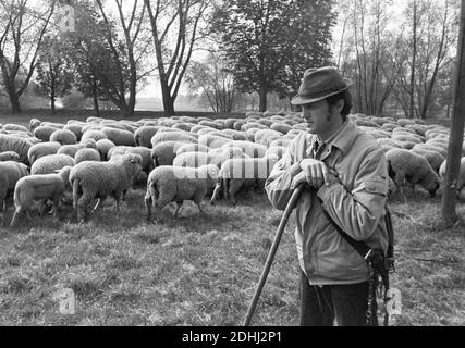 30 novembre 1984, Sassonia, Eilenburg: A metà degli anni '80, un pastore e il suo gregge di pecore sono fuori su un prato fuori della città di Eilenburg. Data esatta della registrazione non nota. Foto: Volkmar Heinz/dpa-Zentralbild/ZB Foto Stock