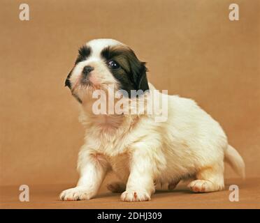 Tibetan Spaniel, cucciolo Foto Stock