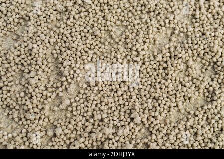 Palla di sabbia sulla spiaggia facendo da granchio dopo basso marea Foto Stock