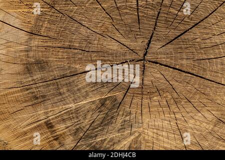 Sezione trasversale del tronco di un albero Foto Stock