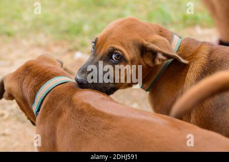 Simpatici e giocosi cuccioli Brown che giocano insieme all'aperto Foto Stock