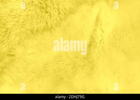 Sfondo giallo morbido in pelliccia naturale di colore illuminante alla moda dell'anno 2021. Primo piano. Texture, pattern astratto. Foto Stock