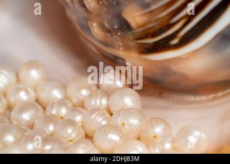 perline perline giacciono in una conchiglia di conchiglia, primo piano foto Foto Stock