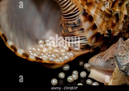 perline perline giacciono in una conchiglia di conchiglia, primo piano foto Foto Stock