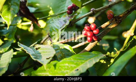 I chicchi di caffè la maturazione sul ramo coffee tree. azienda di caffè e piantagione in Indonesia. rosso di bacche di caffè Foto Stock