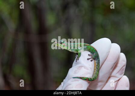 Mauritius Lowland Day Gecko (Phelsuma guimbeaui), Mauritius Foto Stock