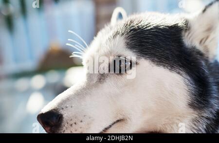 Primo piano di Husky siberiano Foto Stock