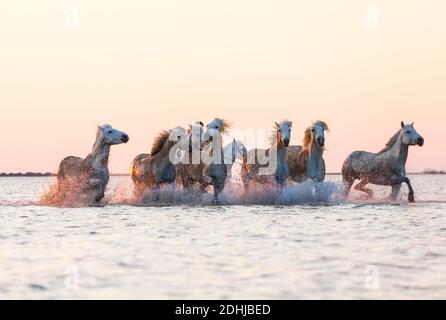 Cavalli bianchi che corrono attraverso l'acqua, la Camargue, Francia Foto Stock