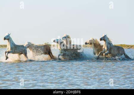 Cavalli bianchi che corrono attraverso l'acqua, la Camargue, Francia Foto Stock