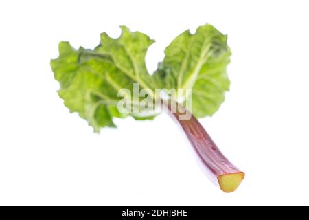 foglia di rabarbaro tagliata isolata su sfondo bianco Foto Stock