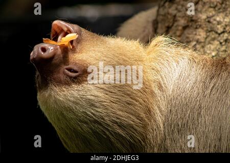 Un colpo closeup di sloth mangiare capovolto Foto Stock