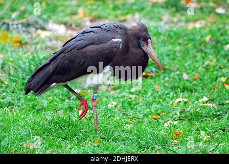 La Abdim stork, bianco-panciuto stork, Abdimstorch, Regenstorch oder Abdim, Ciconia abdimii, Abdim-gólya Foto Stock