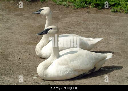 Cigno trombettista, Trompeterschwan, Cygnus buccinator, trombitás hattyú Foto Stock