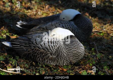 Oca Imperatore, oca dipinta, Kaisergans, Chen canagica, császárlúd Foto Stock