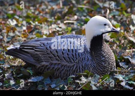 Oca Imperatore, oca dipinta, Kaisergans, Chen canagica, császárlúd Foto Stock