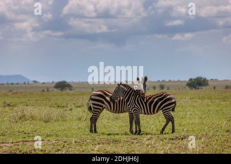 Due zebre che si ergono nelle vicinanze del Parco Nazionale di Serengeti, circondato dalla savana infinita, Tanzania, Africa. Foto Stock