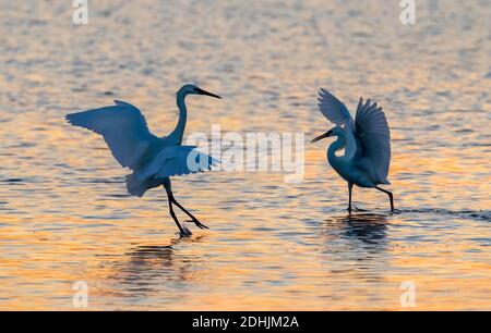 Garzette rossastre (Egretta rufescens), morfo bianco, in conflitto al tramonto vicino alla costa dell'oceano, Galveston, Texas, USA. Foto Stock