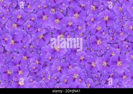 Sfondo floreale di una massa di fiori di geranio viola Foto Stock